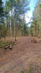 wandelen in bos met natuur en rust bij b en b Bij ons in het bos in Brabant