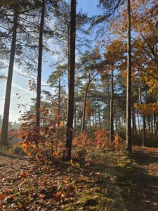 wandelen in de natuur en rust bij b en b Bij ons in het bos in Brabant