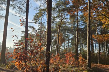 wandelen en wandelroutes bij vakantiehuis B&B Bij ons in het bos in Bergen op Zoom Noord-Brabant