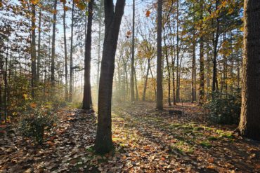 wandelen en wandelroutes bij vakantiehuis B&B Bij ons in het bos in Bergen op Zoom Noord-Brabant