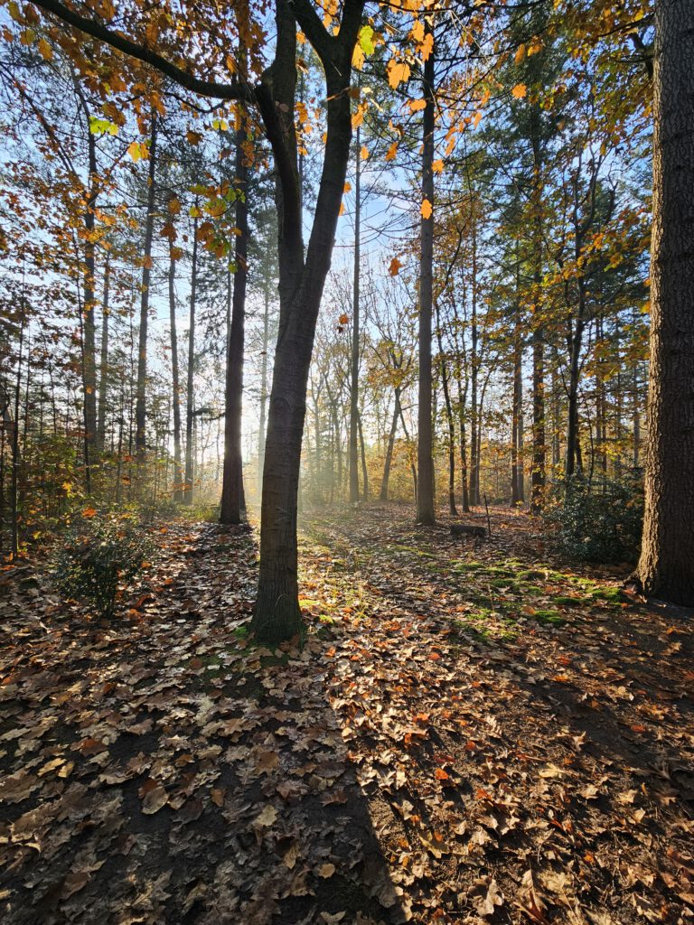 wandelen en wandelroutes bij vakantiehuis B&B Bij ons in het bos in Bergen op Zoom Noord-Brabant