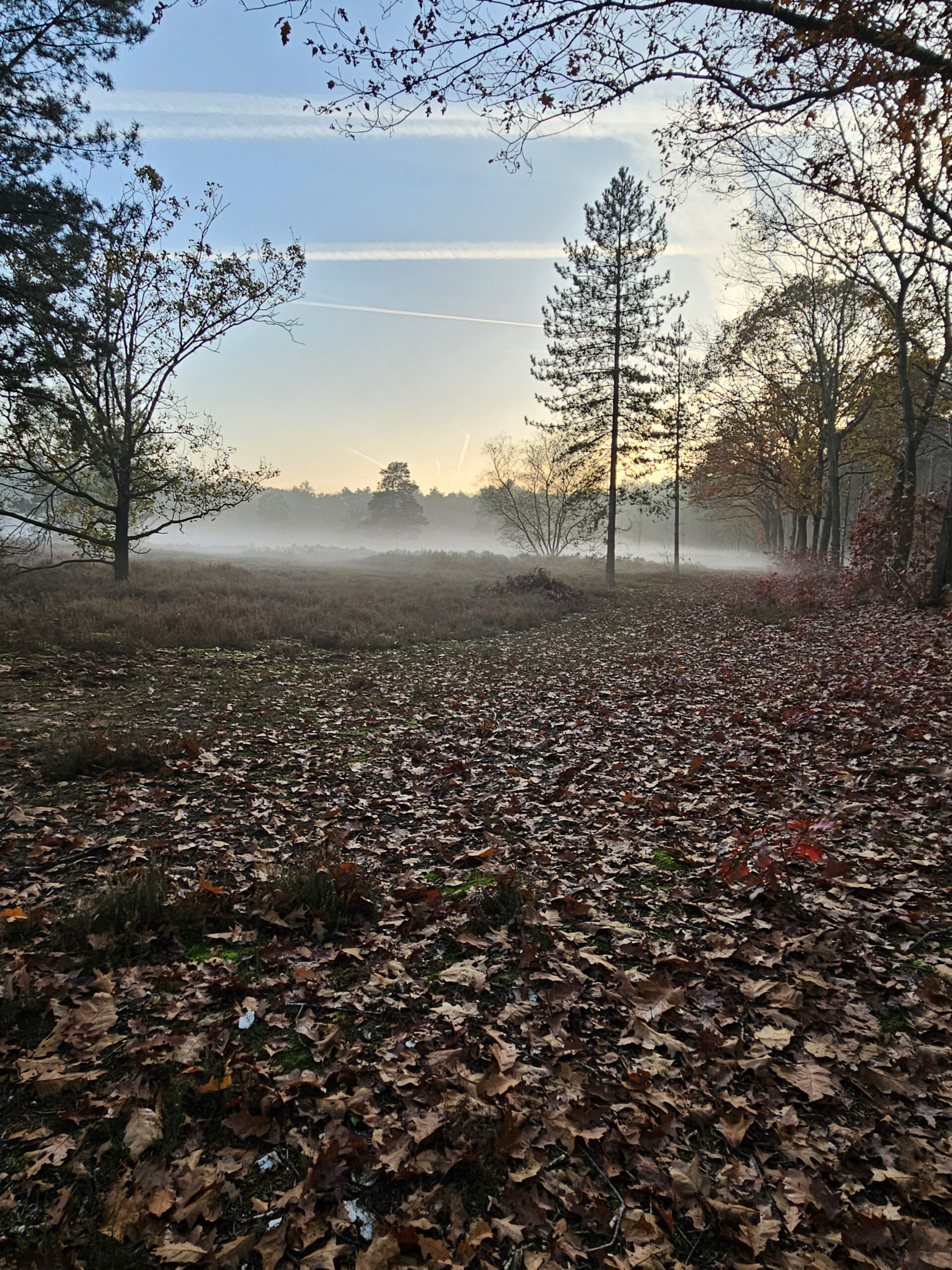 Wandelen in het bos bij B&B Bij ons in het bos in Bergen op Zoom