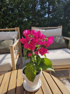 Genieten van de rust en de natuur op het zonnige terras met veel privacy en eigen opgang bij bed and breakfast B&B Bij ons in het bos in Bergen op Zoom in Noord-Brabant, vlakbij Zeeland