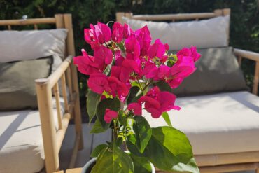 Tarieven overnachten Bed and Breakfast Bij ons in het bos. Zonnig terras met veel privacy bij vakantiehuis B&B Bij ons in het bos in Bergen op Zoom in Noord-Brabant
