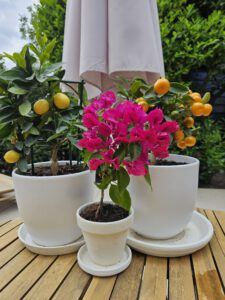 Nature house Chalet Bed and Breakfast Bij ons in het bos in Bergen op Zoom in Noord-Brabant