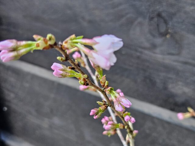 lente bij ons in het bos in bergen op zoom