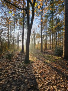B&B Bij ons in het bos in Bergen op Zoom natuur bomen bos bladeren