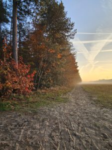 B&B Bij ons in het bos in Bergen op Zoom natuur bomen bos lucht